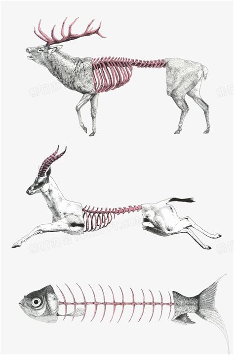 动物骨骼|图说骨骼系统(Skeletal system)·无脊椎动物